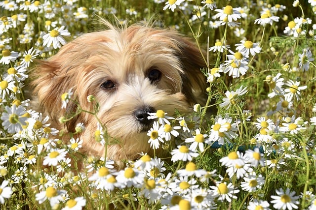 dog-pes-maly-na-louce